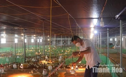 Liên kết sản xuất, giảm rủi ro&nbsp;cho người chăn nuôi