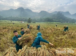 Xã Điền Lư huy động lực lượng hỗ trợ nhân dân thu hoạch lúa sau mưa lũ