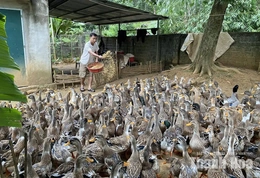 Cổ Lũng khai thác lợi thế địa phương, phát triển các mô hình kinh tế