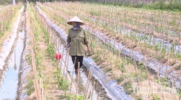 Liên kết sản xuất để tăng giá trị cây trồng vụ đông