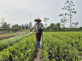 Về làng ươm mầm xanh cho đất