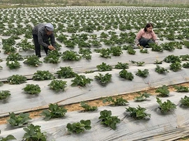 Bảo vệ cây trồng mùa nắng nóng