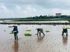 Nỗi lo trước vụ mùa