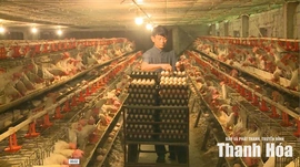 Biến thách thức khí hậu thành cơ hội cho ngành chăn nuôi