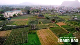 Xác minh, xử lý việc chậm tiến độ xây dựng khu tái định cư phục vụ Dự án đường sắt tốc độ cao Bắc - Nam