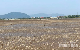 Người nuôi “trắng tay” vì ngao chết hàng loạt