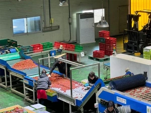 Xuất khẩu lao động: Những mảng màu sáng - tối