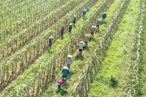 Kỳ vọng nông nghiệp công nghệ cao&nbsp;tiếp tục tạo đột phá