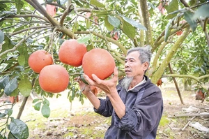 Chủ động nguồn cung nông sản cho cao điểm cuối năm