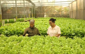 “Gieo” giấc mơ xanh từ nông nghiệp