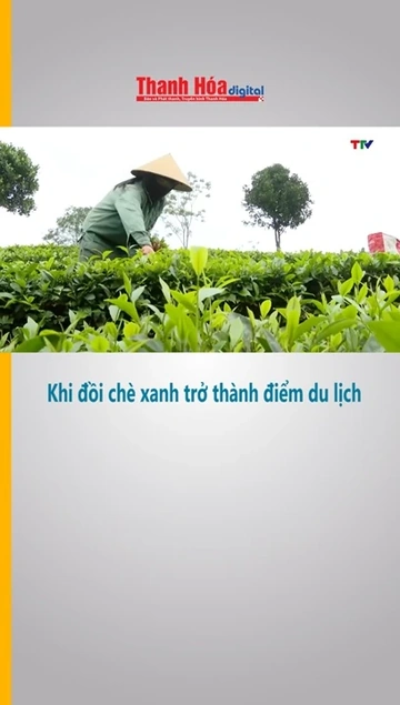 Khi đồi chè xanh trở thành điểm du lịch