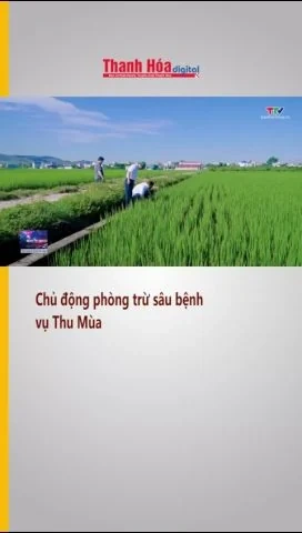 Chủ động phòng trừ sâu bệnh vụ Thu Mùa
