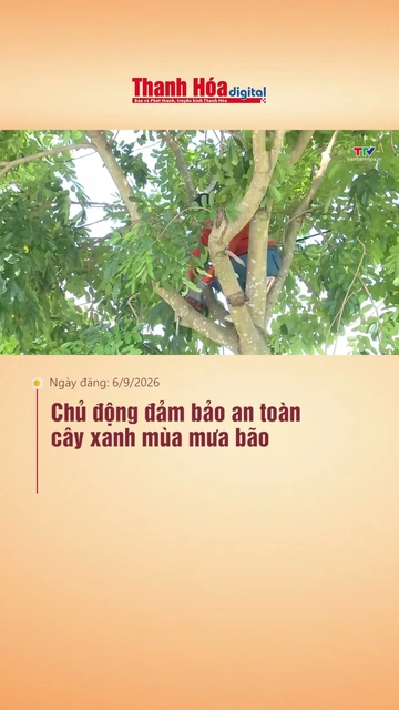Chủ động đảm bảo an toàn cây xanh mùa mưa bão