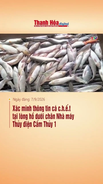 Xác minh thông tin cá chết tại lòng hồ dưới chân Nhà máy Thủy điện Cẩm Thủy 1
