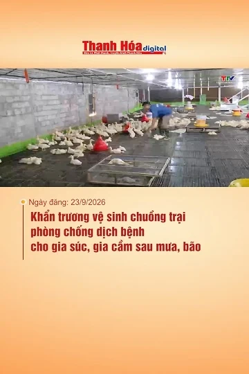 Khẩn trương vệ sinh chuồng trại phòng chống dịch bệnh cho gia súc, gia cầm sau mưa, bão