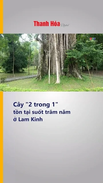 Cây “2 trong 1” tồn tại suốt trăm năm ở Lam Kinh