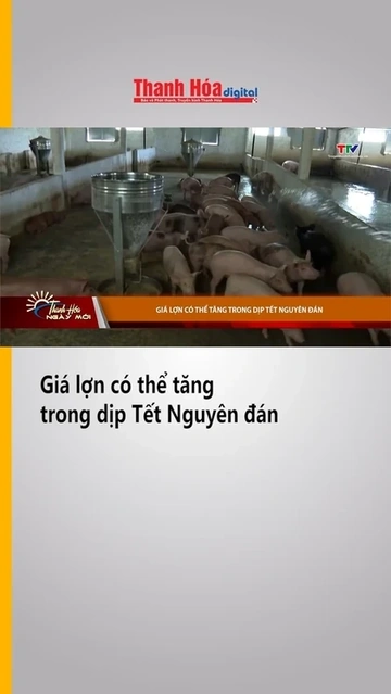 Giá lợn có thể tăng trong dịp Tết Nguyên đán