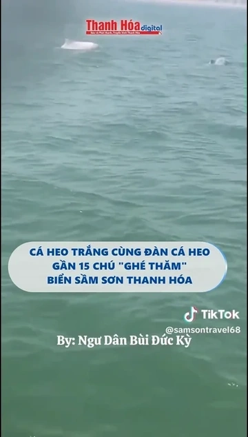 Cá heo trắng cùng đàn cá heo gần 15 chú "ghé thăm" biển Sầm Sơn Thanh Hóa