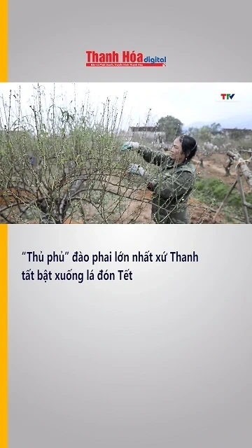 “Thủ phủ” đào phai lớn nhất xứ Thanh tất bật xuống lá đón Tết