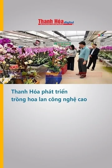 Thanh Hóa phát triển trồng hoa lan công nghệ cao