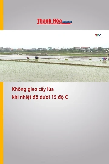 Không gieo cấy lúa khi nhiệt độ dưới 15 độ C