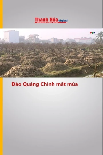 Đào Quảng Chính mất mùa