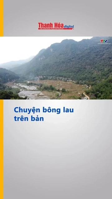 Chuyện bông lau trên bản
