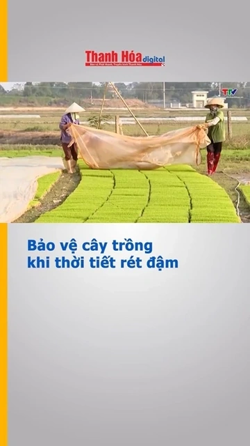Bảo vệ cây trồng khi thời tiết rét đậm