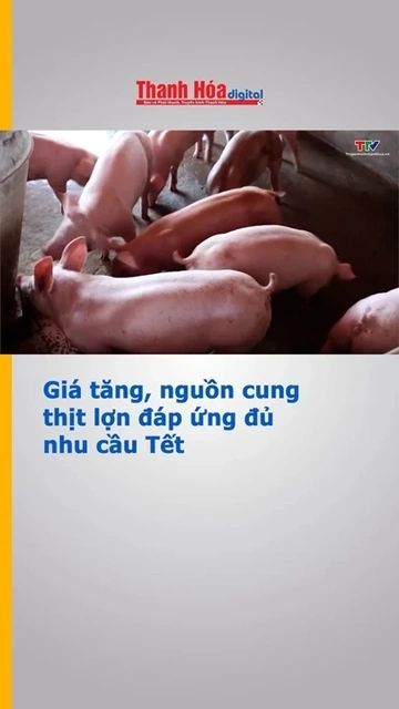 Giá tăng, nguồn cung thịt lợn đáp ứng đủ nhu cầu Tết