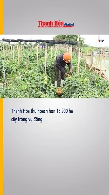 Thanh Hóa thu hoạch hơn 15.900 ha cây trồng vụ đông