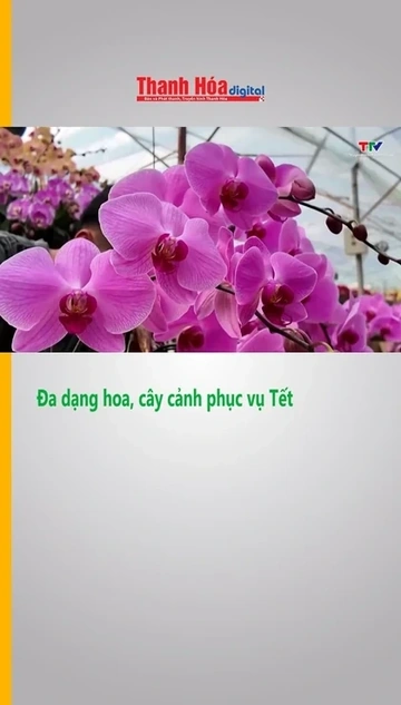 Đa dạng hoa, cây cảnh phục vụ Tết