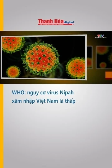 WHO: nguy cơ virus Nipah xâm nhập Việt Nam là thấp