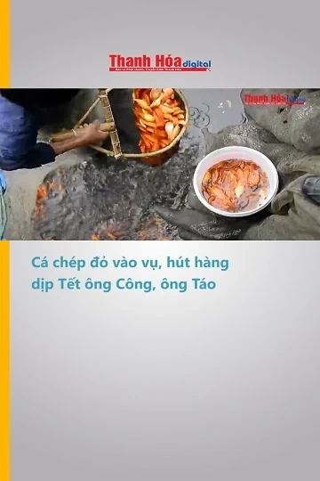 Cá chép đỏ vào vụ, hút hàng dịp Tết ông Công, ông Táo