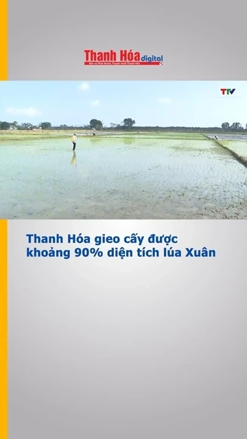 Thanh Hóa gieo cấy được khoảng 90% diện tích lúa Xuân