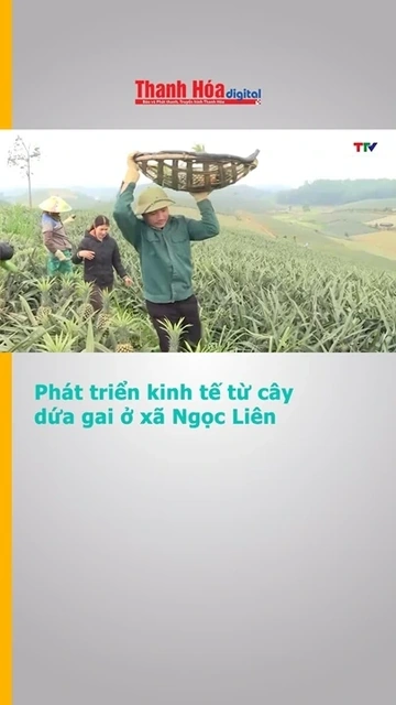 Phát triển kinh tế từ cây dứa gai ở xã Ngọc Liên