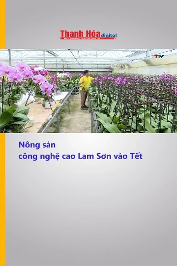 Nông sản công nghệ cao Lam Sơn vào Tết