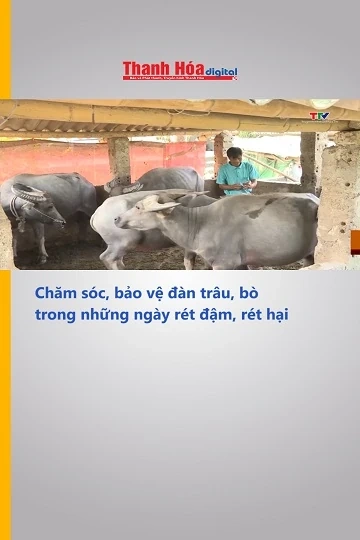 Chăm sóc, bảo vệ đàn trâu, bò trong những ngày rét đậm, rét hại