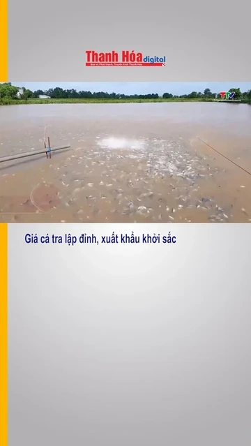 Giá cá tra lập đỉnh, xuất khẩu khởi sắc