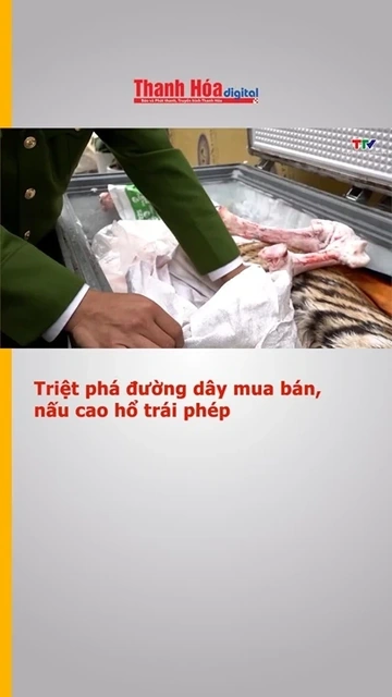 Triệt phá đường dây mua bán, nấu cao hổ trái phép