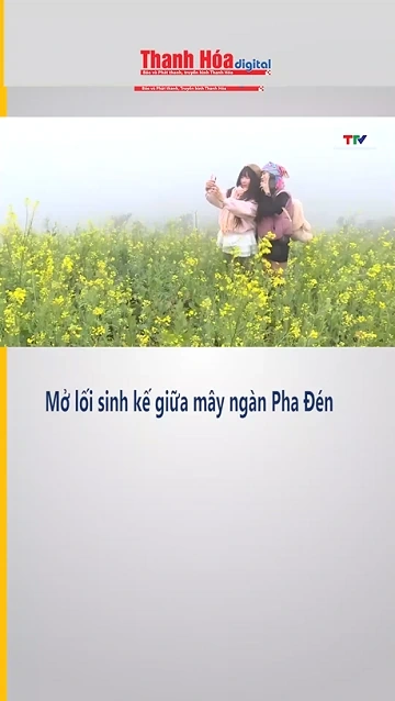Mở lối sinh kế giữa mây ngàn Pha Đén