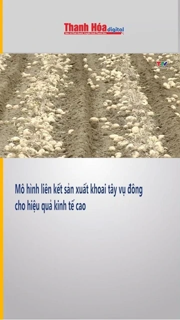 Mô hình liên kết sản xuất khoai tây vụ đông