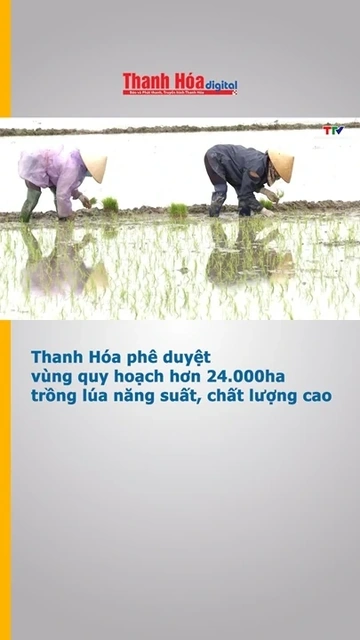Thanh Hóa phê duyệt vùng quy hoạch hơn 24.000 ha trồng lúa năng suất, chất lượng cao