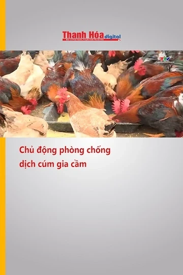 Chủ động phòng chống dịch cúm gia cầm