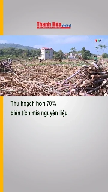 Thu hoạch hơn 70% diện tích mía nguyên liệu