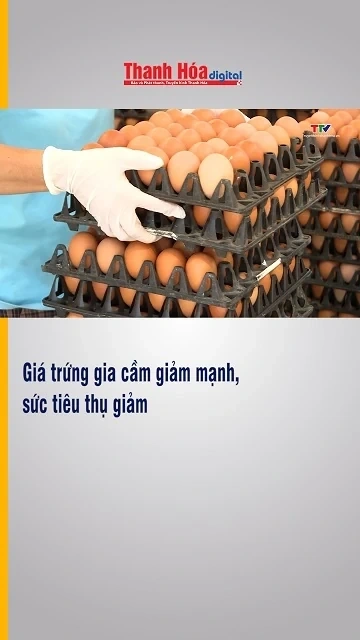 Giá trứng gia cầm giảm mạnh, sức tiêu thụ giảm
