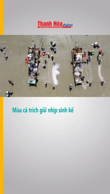 Mùa cá trích giữ nhịp sinh kế