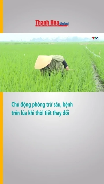 Chủ động phòng trừ sâu, bệnh trên lúa khi thời tiết thay đổi