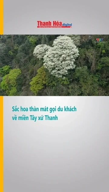 Sắc hoa thàn mát gọi du khách về miền Tây xứ Thanh