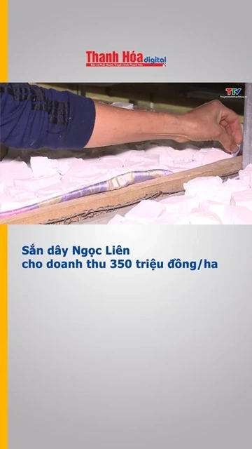 Sắn dây xã Ngọc Liên cho doanh thu 350 triệu đồng/ha