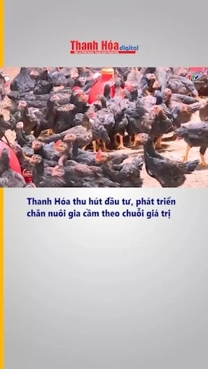 Thanh Hóa thu hút đầu tư, phát triển chăn nuôi gia cầm theo chuỗi giá trị